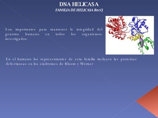FAMILIA DE HELICASA RecQ Son importantes para mantener la integridad del genoma humano en todos los organismos investigados.  En el humano los representantes de esta familia incluyen las proteínas defectuosas en los síndromes de Bloom y Werner DNA HELICASA 
