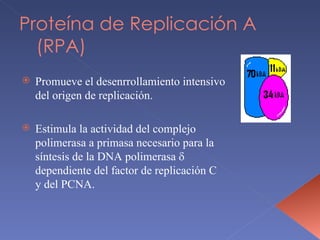 Proteína de Replicación A (RPA) Promueve el desenrrollamiento intensivo del origen de replicación. Estimula la actividad del complejo polimerasa a primasa necesario para la síntesis de la DNA polimerasa    dependiente del factor de replicación C y del PCNA. 