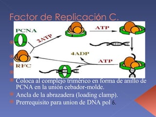 Factor de Replicaci ó n C. Reclutamiento de polimerasas replicativas para crear horquillas de replicación. 5 subunidades: p140,p40, p38, p37 y p36. ATPasa dependiente DNA, estimulada por PCNA Hidrólisis para unión estable de PCNA al DNA. Coloca al complejo trimérico en forma de anillo de PCNA en la unión cebador-molde. Ancla de la abrazadera (loading clamp). Prerrequisito para union de DNA pol  δ . 