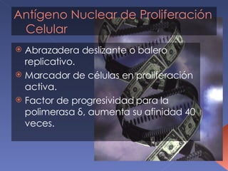 Abrazadera deslizante o balero replicativo. Marcador de células en proliferación activa. Factor de progresividad para la polimerasa  δ , aumenta su afinidad 40 veces. Antígeno Nuclear de Proliferación Celular 
