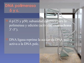 DNA polimerasa  δ  y  ε . δ  p125 y p50; subunidad catalítica para la polimerasa y edición (actividad  exonucleasa  3’-5’). DNA ligasa reprime la acción de DNA pol δ  y activa a la DNA pol ε . 