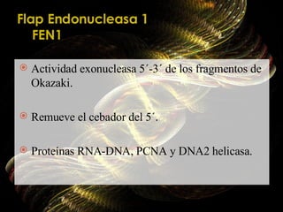 Actividad exonucleasa 5 ´-3´ de los fragmentos de Okazaki. Remueve el cebador del 5´. Proteínas RNA-DNA, PCNA y DNA2 helicasa. Flap Endonucleasa 1 FEN1 