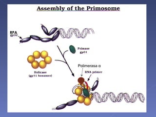 Anclaje del complejo polimerasa  α /primasa (incluye una DNA helicasa*) Interacción del complejo  polimerasa  α /primasa con RPA y otras proteínas (factores de transcripción)     inicio de la replicación Polimerasa  α RPA 