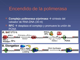 Complejo polimerasa  α /primasa    síntesis del cebador de RNA-DNA (30 nt) RFC    desplaza el complejo y promueve la unión de PCNA Unión de la polimerasa  δ     la replicación de la cadena líder es procesiva y continua por 5-10 kb; para la rezagada, la síntesis continúa hasta el siguiente fragmento de Okazaki 