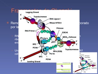 Remoción del cebador (incluyendo el DNA incorporado por la polimerasa  α ) : 2 modelos RNAasa H1 remueve el segmento de RNA dejando un ribonucleótido para que FEN1 lo corte de manera endonucleolítica Una helicasa (DNA2) separa el cebador de RNA y FEN1 cataliza el corte endonucleolítico 