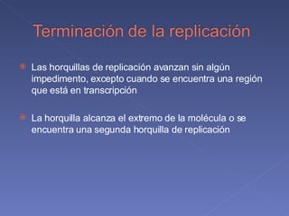 Las horquillas de replicación avanzan sin algún impedimento, excepto cuando se encuentra una región que está en transcripción La horquilla alcanza el extremo de la molécula o se encuentra una segunda horquilla de replicación 