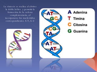 La síntesis se realiza al abrirse la doble hélice  y permitir la formación de la cadena complementaria, al incorporarse los nucleótidos correspondientes A-T, G-C 