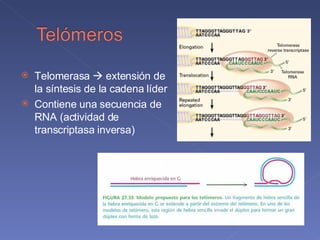 Telomerasa    extensión de la síntesis de la cadena líder   Contiene una secuencia de RNA (actividad de transcriptasa inversa) 