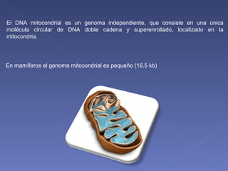 El DNA mitocondrial es un genoma independiente, que consiste en una única molécula circular de DNA doble cadena y superenrollado, localizado en la mitocondria. En mamíferos el genoma mitocondrial es pequeño (16.5 kb) 