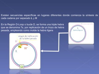 Existen secuencias específicas en lugares diferentes donde comienza la síntesis de cada cadena por separado  L  y  H En la Región D-Loop o bucle D, se forma una triple hebra que se denomina 7s, por replicación de un trozo de hebra pesada, empleando como molde la hebra ligera 