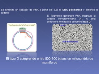 Se sintetiza un cebador de RNA a partir del cual la  DNA polimerasa   γ  extiende la cadena  El fragmento generado RNA desplaza la cadena complementaria (H). A esta estructura formada se denomina  lazo D.   El lazo D comprende entre 500-600 bases en mitocondria de mamíferos 