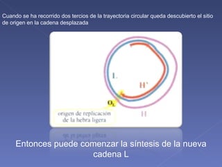 Cuando se ha recorrido dos tercios de la trayectoria circular queda descubierto el sitio de origen en la cadena desplazada Entonces puede comenzar la síntesis de la nueva cadena L 