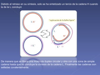 Debido al retraso en su síntesis, solo se ha sintetizado un tercio de la cadena H cuando la de la L concluyó De manera que se libera una molécula duplex circular y otra con una zona de simple cadena hasta que no concluye la síntesis de la cadena L. Finalmente las cadenas son selladas covalentemente.  