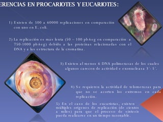 DIFERENCIAS EN PROCARIOTES Y EUCARIOTES: 1) Existen de 500 a 60000 replicaciones en comparación con uno en E. coli. 2) La replicación es mas lenta (50 – 100 pb/seg en comparación  a 750-1000 pb/seg) debido a las proteínas relacionadas con el DNA y a las estructura de la cromatina. 3) Existen al menos 6 DNA polimerasas de los cuales algunos carecen de actividad e exonucleasa 3´- 5´. 4) Se requieren la actividad de telomerazas para que no se acorten los extremos en cada replicación. 5)  En el caso de los eucariotas, existen  múltiples orígenes de replicación (de cientos a miles) para que el proceso de síntesis pueda realizarse en un tiempo razonable.   