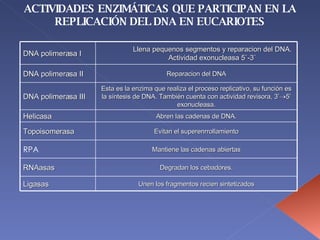 ACTIVIDADES ENZIMÁTICAS QUE PARTICIPAN EN LA REPLICACIÓN DEL DNA EN EUCARIOTES DNA polimerasa I Llena pequenos segmentos y reparacion del DNA. Actividad exonucleasa 5`-3` DNA polimerasa II Reparacion del DNA DNA polimerasa III Esta es la enzima que realiza el proceso replicativo, su función es la síntesis de DNA. También cuenta con actividad revisora, 3’  5’ exonucleasa. Helicasa Abren las cadenas de DNA. Topoisomerasa Evitan el superenrrollamiento RPA Mantiene las cadenas abiertas RNAasas Degradan los cebadores. Ligasas Unen los fragmentos recien sintetizados 