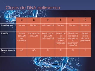 Clases de DNA polimerasa α β γ δ ε ζ Localización Nuclear Nuclear Mitocondrial Nuclear Nuclear Nuclear Función Síntesis del ADN del cebador Reparación de ADN Replicación del ADN mitocondrial Síntesis de la cadena líder y rezagada Síntesis de la cadena rezagada y reparación de ADN Síntesis sobre dímeros pirimidina Exonucleasa 3´ ->5´ NO NO SI SI SI ? 