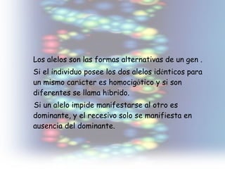 Los alelos son las formas alternativas de un gen . Si el individuo posee los dos alelos id é nticos para un mismo car á cter es homocig ó tico y si son diferentes se llama h í brido. Si un alelo impide manifestarse al otro es dominante, y el recesivo solo se manifiesta en ausencia del dominante.  