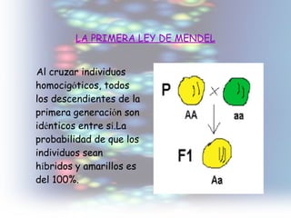LA PRIMERA LEY DE MENDEL Al cruzar individuos homocig ó ticos, todos los descendientes de la primera generaci ó n son id é nticos entre s í .La probabilidad de que los individuos sean h í bridos y amarillos es del 100%. 