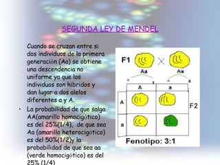 SEGUNDA LEY DE MENDEL Cuando se cruzan entre s í  dos individuos de la primera generaci ó n (Aa) se obtiene una descendencia no uniforme ya que los individuos son h í bridos y dan lugar a dos alelos diferentes a y A. La probabilidad de que salga AA(amarillo homocig ó tico) es del 25%(1/4),  de que sea Aa (amarillo heterocig ó tico) es del 50%(1/2)y la probabilidad de que sea aa (verde homocig ó tico) es del 25% (1/4) 