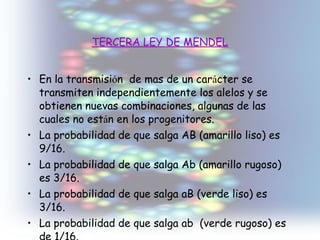 T ERCERA LEY DE MENDEL En la transmisi ó n  de mas de un car á cter se transmiten independientemente los alelos y se obtienen nuevas combinaciones, algunas de las cuales no est á n en los progenitores. La probabilidad de que salga AB (amarillo liso) es  9/16. La probabilidad de que salga Ab (amarillo rugoso) es 3/16. La probabilidad de que salga aB (verde liso) es 3/16. La probabilidad de que salga ab  (verde rugoso) es de 1/16. 