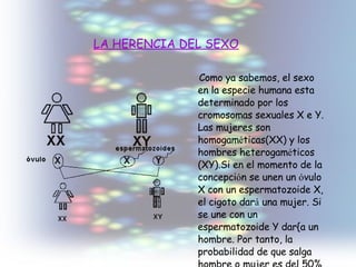 LA HERENCIA DEL SEXO Como ya sabemos, el sexo en la especie humana esta determinado por los cromosomas sexuales X e Y. Las mujeres son homogam é ticas(XX) y los hombres heterogam é ticos (XY).Si en el momento de la concepci ó n se unen un  ó vulo X con un espermatozoide X, el cigoto dar á  una mujer. Si se une con un espermatozoide Y dar{a un hombre. Por tanto, la probabilidad de que salga hombre o mujer es del 50% respectivamente. 