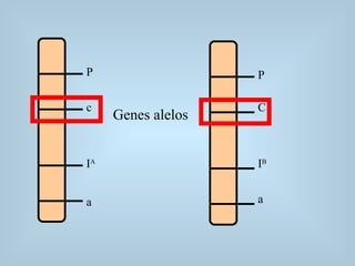 P
c
IA
a
P
C
IB
a
Genes alelos
 