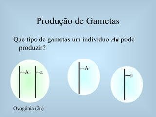 Produção de Gametas
Que tipo de gametas um indivíduo AaAa pode
produzir?
A a
Ovogônia (2n)
A
a
 