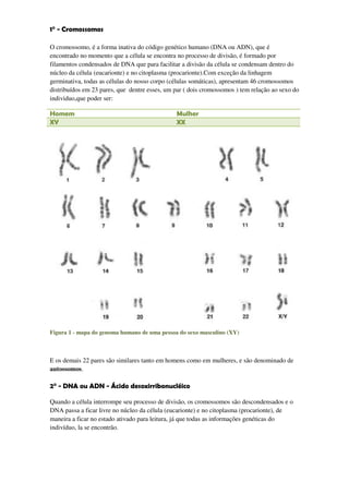 1° - Cromossomos

O cromossomo, é a forma inativa do código genético humano (DNA ou ADN), que é
encontrado no momento que a célula se encontra no processo de divisão, é formado por
filamentos condensados de DNA que para facilitar a divisão da célula se condensam dentro do
núcleo da célula (eucarionte) e no citoplasma (procarionte).Com exceção da linhagem
germinativa, todas as células do nosso corpo (células somáticas), apresentam 46 cromossomos
distribuídos em 23 pares, que dentre esses, um par ( dois cromossomos ) tem relação ao sexo do
individuo,que poder ser:

Homem                                          Mulher
XY                                             XX




Figura 1 - mapa do genoma humano de uma pessoa do sexo masculino (XY)



E os demais 22 pares são similares tanto em homens como em mulheres, e são denominado de
autossomos.

2° - DNA ou ADN - Ácido desoxirribonucléico

Quando a célula interrompe seu processo de divisão, os cromossomos são descondensados e o
DNA passa a ficar livre no núcleo da célula (eucarionte) e no citoplasma (procarionte), de
maneira a ficar no estado ativado para leitura, já que todas as informações genéticas do
indivíduo, la se encontrão.
 