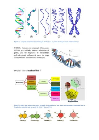 Figura 2 - Imagem que mostra a condensação do DNA (1), ao ponto de criação de um cromossomo (5)



O DNA é formado por uma dupla hélice que é
                                  hélice,
dividida por unidades menores chamadas de
genes, que são Segmento de nucleotídeo,
podendo atingir milhares de pares de bases,
correspondente a determinada informação.




Do que é feito o nucleotídeo ?
                  ucleotídeo

                      Fosfato
                                                        adenina (A)

                      Pentose           Purinas
  Nucleotídeo
                   (desoxirribose)                      Guanina (G)

                        Base
                    nitrogenada                         Citosina (C)


                                      Pirimidinas        Timina(T)


                                                        Uracilo (U)




Figura 3 figura que mostra do que é formado o nucleotídeo e suas bases nitrogenadas lembrando que a
                                                                     s nitrogenadas,
Uracilo é o único que não faz parte do DNA, e sim do RNA.
 