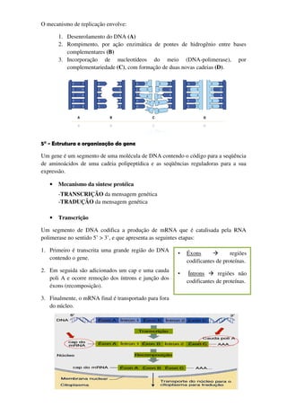 O mecanismo de replicação envolve:

       1. Desenrolamento do DNA (A)
       2. Rompimento, por ação enzimática de pontes de hidrogênio entre bases
          complementares (B)
       3. Incorporação de nucleotídeos do meio (DNA-polimerase)polimerase), por
          complementariedade (C), com formação de duas novas cadeias (D).




5° - Estrutura e organização do gene
      strutura

Um gene é um segmento de uma molécula de DNA contendo o código para a seqüência
de aminoácidos de uma cadeia polipeptídica e as seqüências reguladoras para a sua
                             polipeptídica
expressão.

   •   Mecanismo da síntese protéica
       -TRANSCRIÇÃO da mensagem genética
       -TRADUÇÃO da mensagem genética

   •   Transcrição

Um segmento de DNA codifica a produção de mRNA que é catali         lisada pela RNA
polimerase no sentido 5’ > 3’, e que apresenta as seguintes etapas:

1. Primeiro é transcrita uma grande região do DNA
                                                       •   Éxons              regiões
   contendo o gene.
                                                           codificantes de proteínas.
2. Em seguida são adicionados u cap e uma cauda
                              um
                                                       •    Íntrons      regiões não
   poli A e ocorre remoção dos íntrons e junção dos
                                                           codificantes de proteínas.
   éxons (recomposição).

3. Finalmente, o mRNA final é transportado para fora
   do núcleo.
 