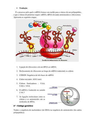 •   Tradução

   É o processo pelo qual o mRNA fornece um molde para a síntese de um polipeptídeo,
                                                    para
e que a síntese de proteínas requer: mRNA, tRNA (levando aminoácidos) e ribossomos.
Apresenta as seguintes etapas:
  presenta




   1. Ligação do ribossomo e de um tRNA ao mRNA

   2. Deslocamento do ribossomo ao longo do mRNA traduzindo os códons

   3. CÓDON: Sequência de três bases do mRNA

   4. Códon iniciador: AUG (met)

   5. Códons finalizadores : UAA,
      UAG e UGA

   6. O mRNA é traduzido no sentido
      5’ 3’

   7. As ligações moleculares entre os
      códons e os aminoácidos são as
      moléculas de tRNA.

6° - Código genético

Traduz a sequência de nucleotídeos (do DNA) na sequência de aminoácidos (da cadeia
polipeptídica).
 