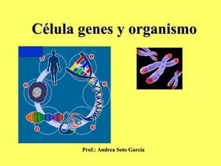 Célula genes y organismoCélula genes y organismo
Prof.: Andrea Soto GarcíaProf.: Andrea Soto García
 