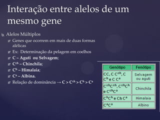  Alelos Múltiplos
 Genes que ocorrem em mais de duas formas
alélicas
 Ex: Determinação da pelagem em coelhos
 C – Aguti ou Selvagem;
 Cch – Chinchila;
 Ch – Himalaia;
 Ca – Albina.
 Relação de dominância → C > Cch > Ch > Ca
Interação entre alelos de um
mesmo gene
 