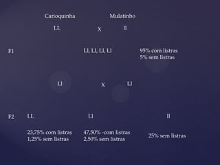 LL llX
Carioquinha Mulatinho
F1 Ll, Ll, Ll, Ll 95% com listras
5% sem listras
Ll LlX
LL Ll ll
23,75% com listras
1,25% sem listras
47,50% -com listras
2,50% sem listras
25% sem listras
F2
 