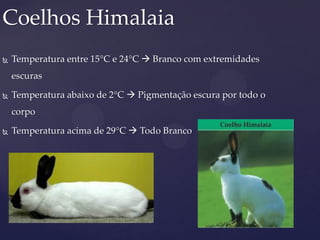  Temperatura entre 15°C e 24°C  Branco com extremidades
escuras
 Temperatura abaixo de 2°C  Pigmentação escura por todo o
corpo
 Temperatura acima de 29°C  Todo Branco
Coelhos Himalaia
 