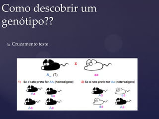  Cruzamento teste
Como descobrir um
genótipo??
 
