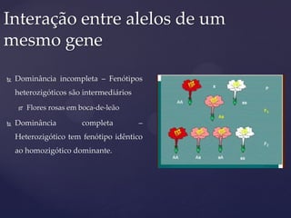  Dominância incompleta – Fenótipos
heterozigóticos são intermediários
 Flores rosas em boca-de-leão
 Dominância completa –
Heterozigótico tem fenótipo idêntico
ao homozigótico dominante.
Interação entre alelos de um
mesmo gene
 