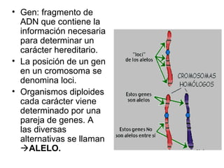 • Gen: fragmento de
ADN que contiene la
información necesaria
para determinar un
carácter hereditario.
• La posición de un gen
en un cromosoma se
denomina loci.
• Organismos diploides
cada carácter viene
determinado por una
pareja de genes. A
las diversas
alternativas se llaman
ALELO.
 