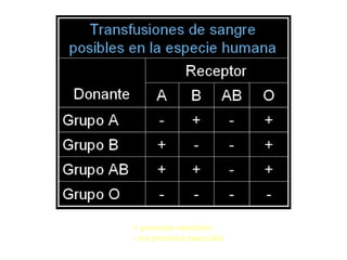 + provoca reacción
- no provoca reacción
 