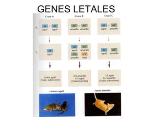 GENES LETALES
 