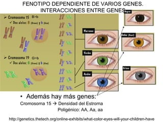 FENOTIPO DEPENDIENTE DE VARIOS GENES.
INTERACCIONES ENTRE GENES
• Además hay más genes:
Cromosoma 15  Densidad del Estroma
Poligénico: AA, Aa, aa
http://genetics.thetech.org/online-exhibits/what-color-eyes-will-your-children-have
 