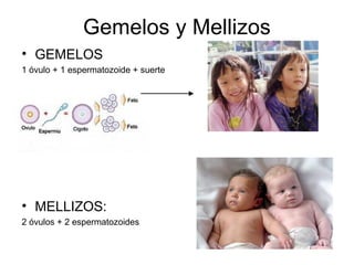 Gemelos y Mellizos
• GEMELOS
1 óvulo + 1 espermatozoide + suerte
• MELLIZOS:
2 óvulos + 2 espermatozoides
 