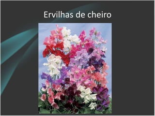 Ervilhas de cheiro
 