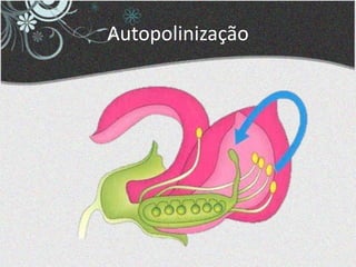 Autopolinização
 