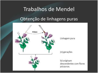 Trabalhos de Mendel
Obtenção de linhagens puras
 