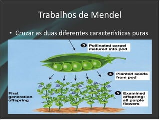 Trabalhos de Mendel
• Cruzar as duas diferentes características puras
 