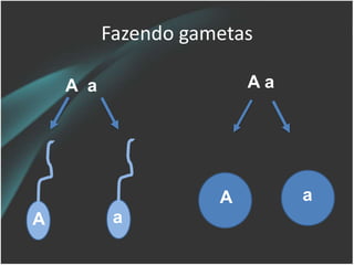 Fazendo gametas
A a A a
A a
A a
 