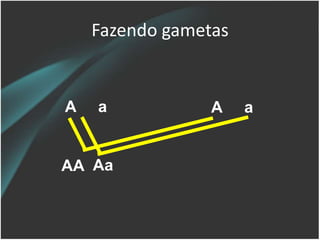 Fazendo gametas
A a A a
AA Aa
 
