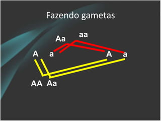 Fazendo gametas
A a A a
AA Aa
Aa
aa
 