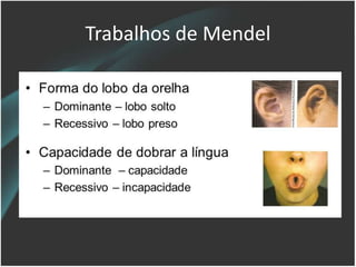 Trabalhos de Mendel
 
